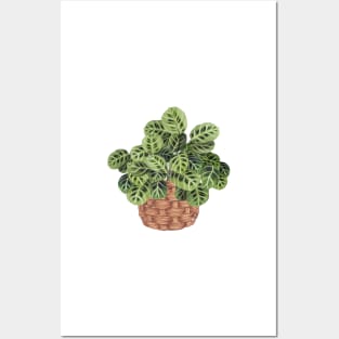 Prayer Plant In Basket Posters and Art